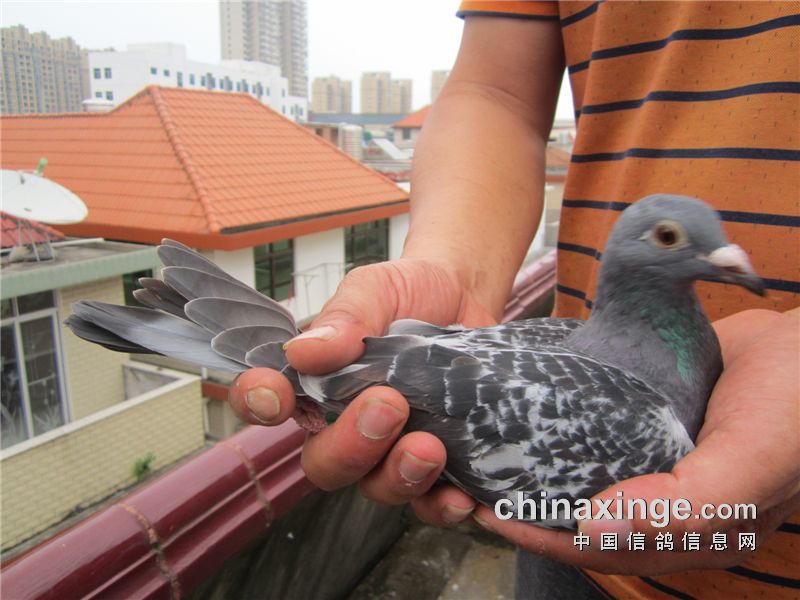 直播盛宴揭秘，春季鸽赛的独特魅力与精彩瞬间